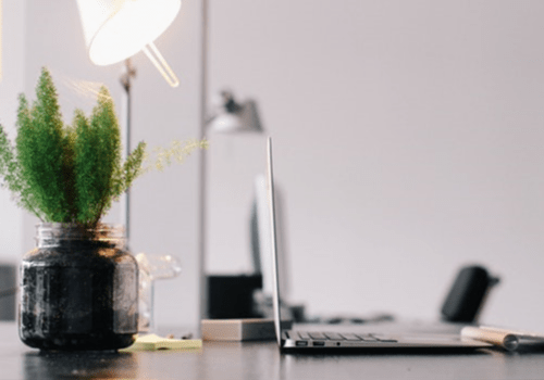 The 5 Best Flowering Plants Suitable for Office